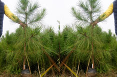 优质湿地松树苗供应
